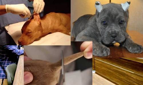 Buscan legisladores castigar con cárcel a los que corten orejas y colas de perros